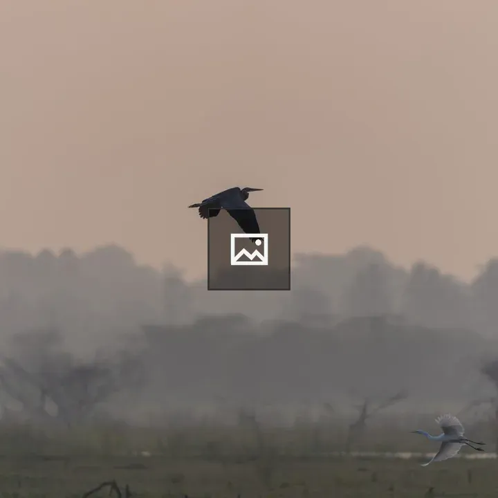 Two birds over grassy field at dusk