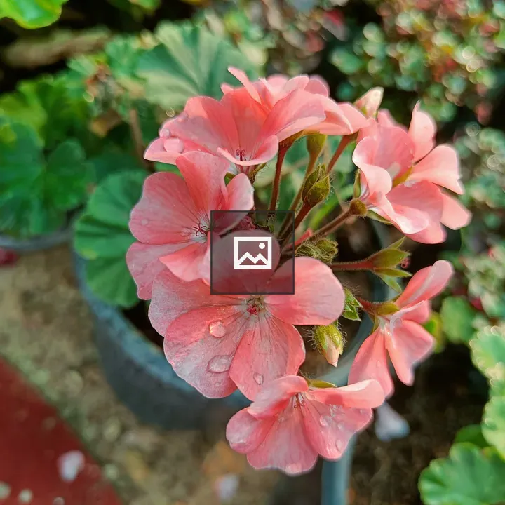 Pink geranium flower