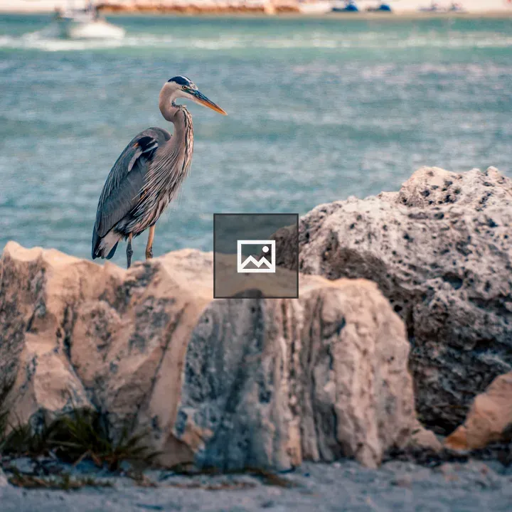Crane on Rocks