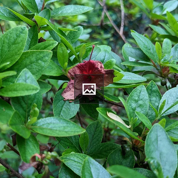 Red wilted flower on plant