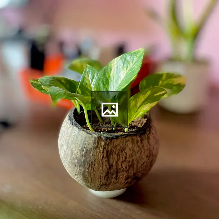 Pothos plant in coconut shell pot