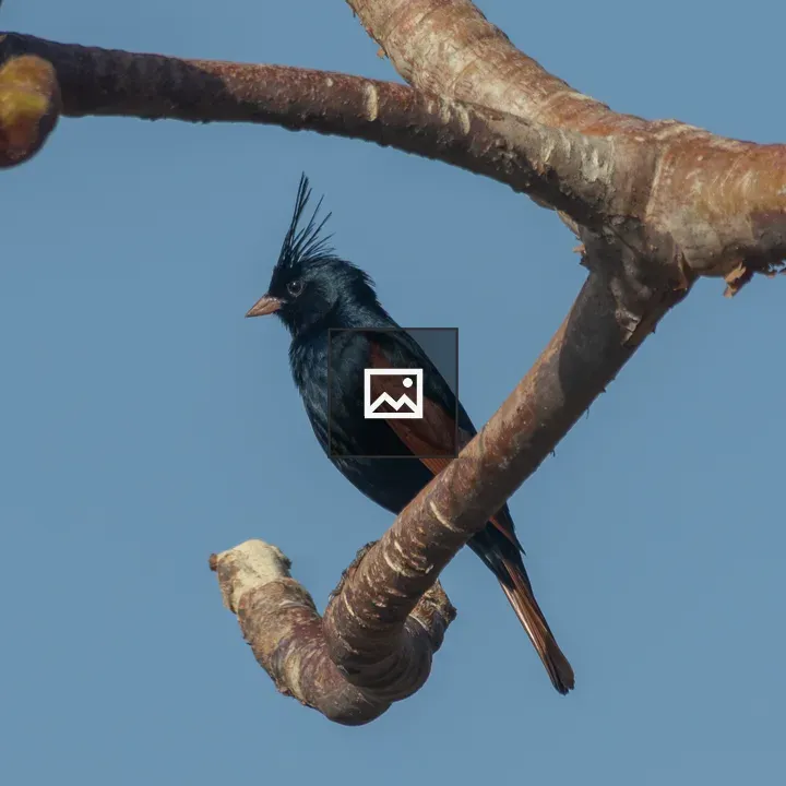 Crested Bunting on a Branch