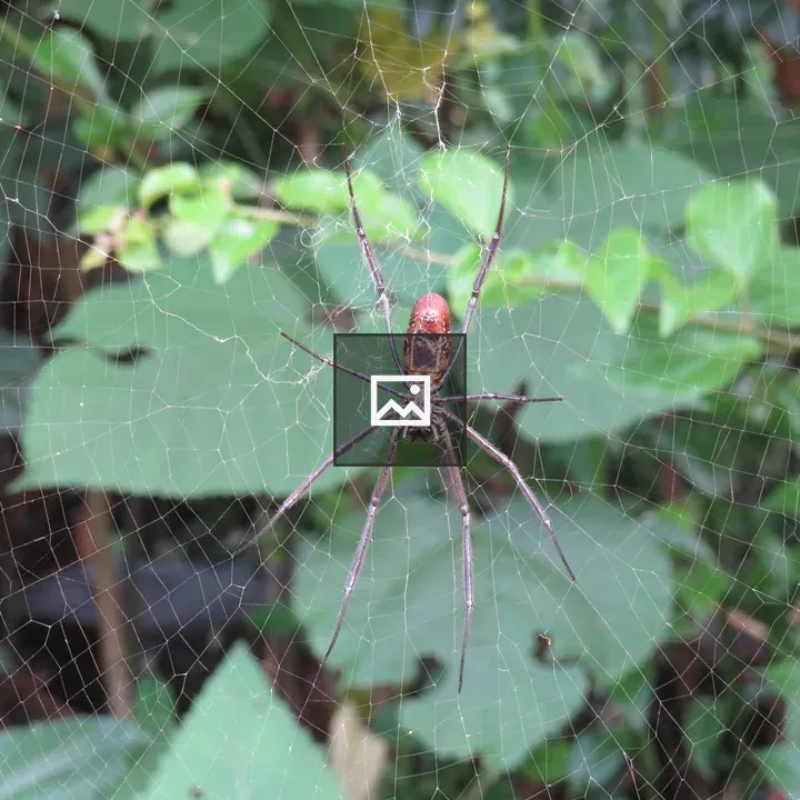 Spider at Center of Web