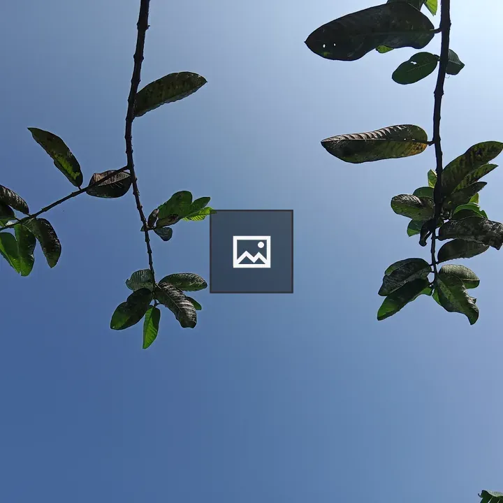 Close-up Leaves on Branch