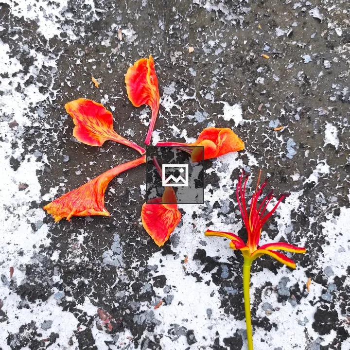 Royal Poinciana Flower Petals