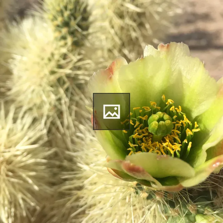 Green Teddy Bear Cactus Bloom