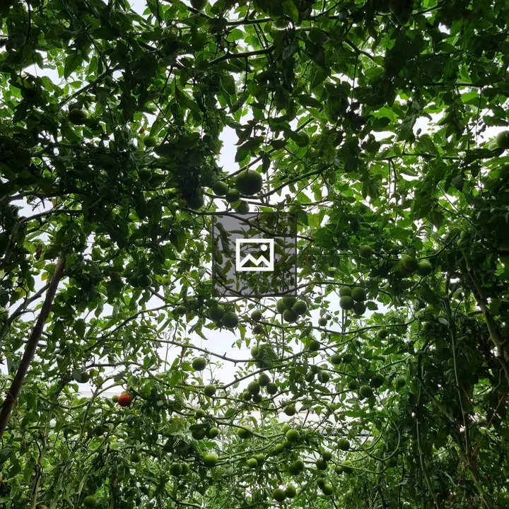 Tomatoes Among Foliage Seen From Below