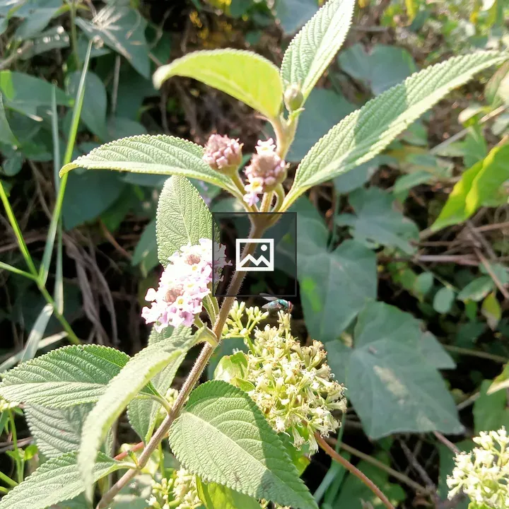 Small flowers in morning sun