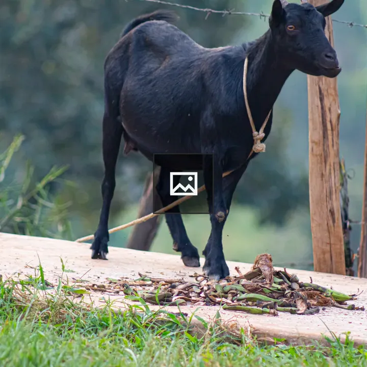 Goat Eating Banana Peelings