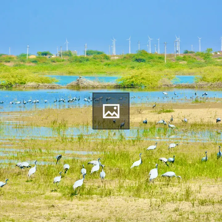 Common crane flock in wetland