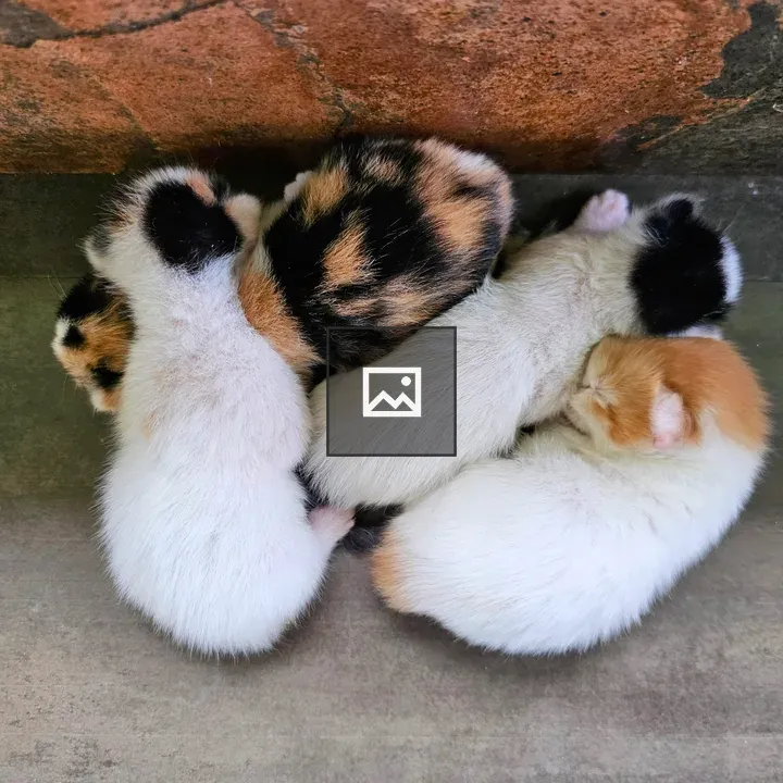 Four kittens huddle together