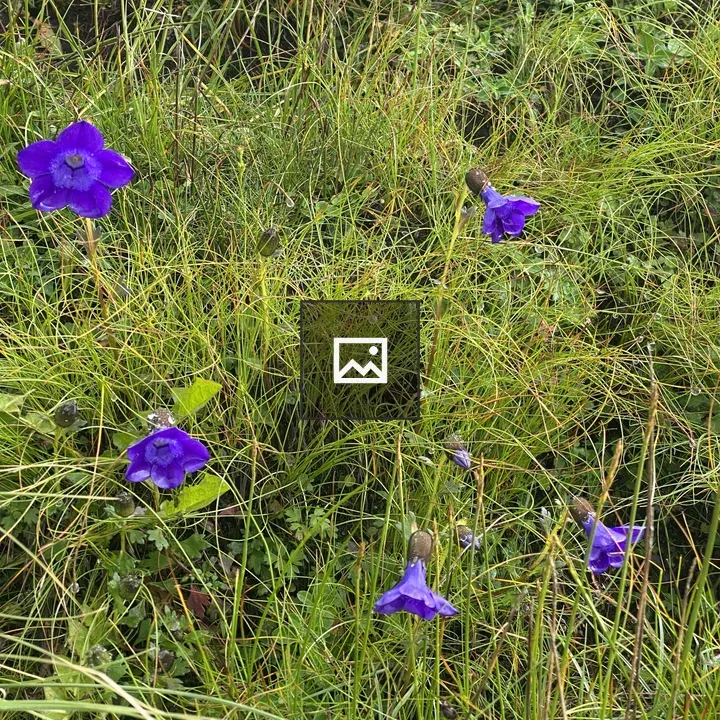 Purple bell flowers among grasses
