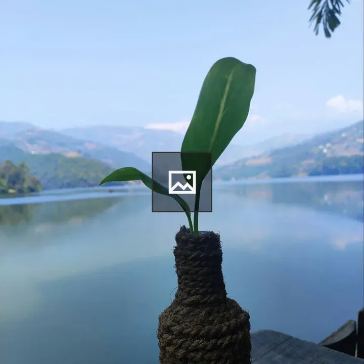 Small plant in a pot