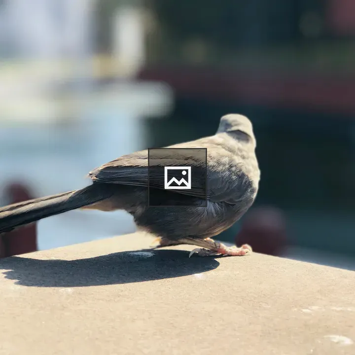 Bird on Water Surface