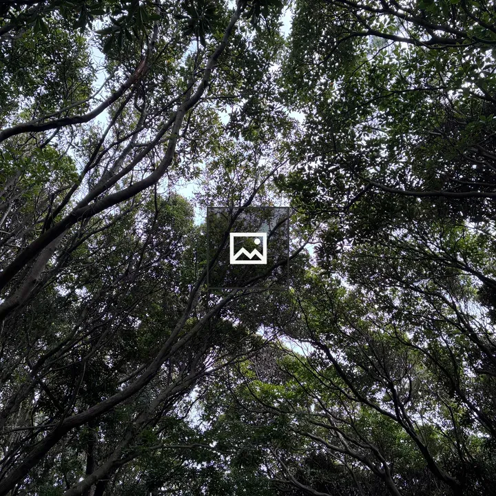 Dense tree canopy view