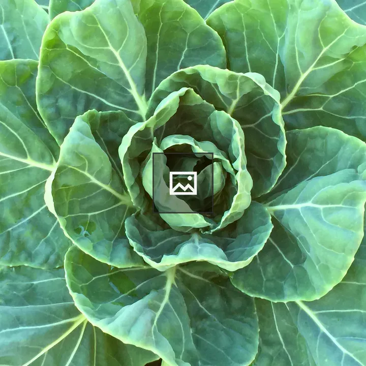 Green lettuce leaves