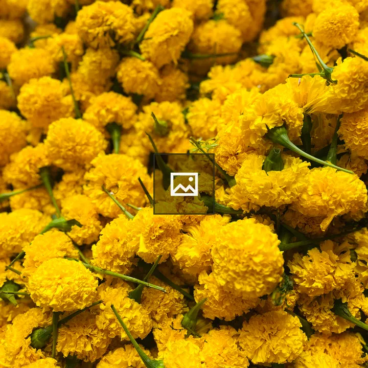 Marigold Flower Pile
