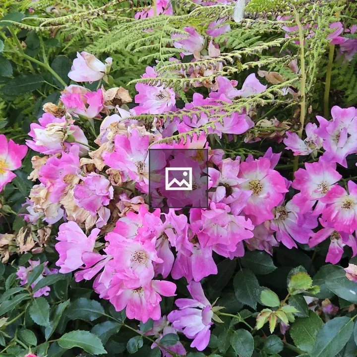Pink roses with fern backdrop