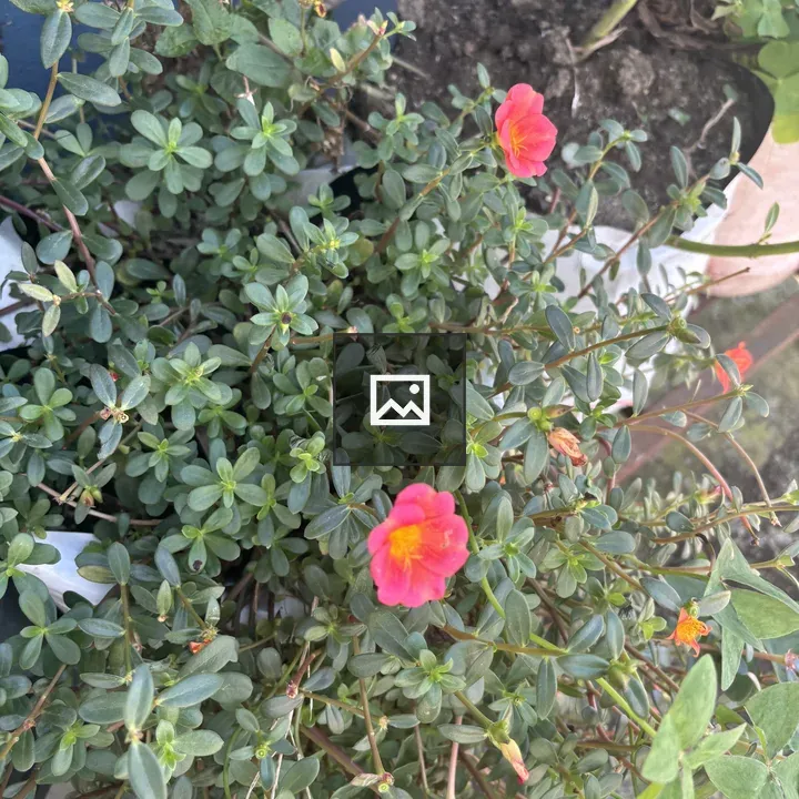 Close-up of green plant with pink flowers