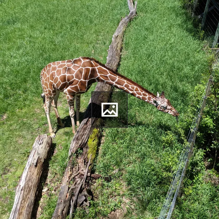 Giraffe reaching for food