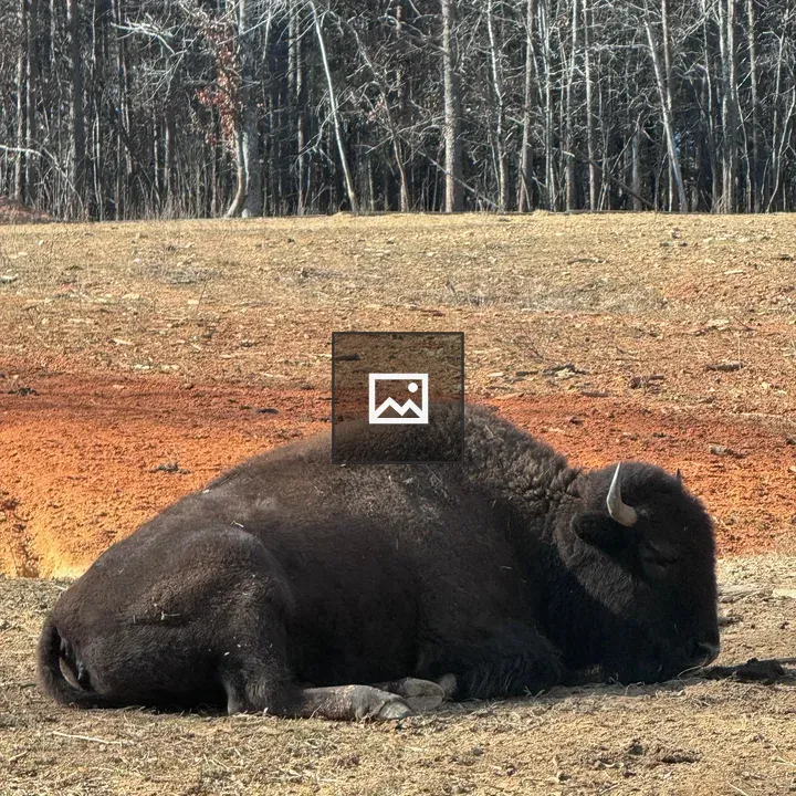 Buffalo resting in dry field