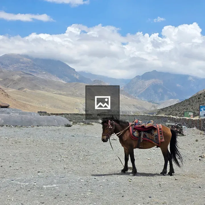 Brown Horse with Colorful Saddle