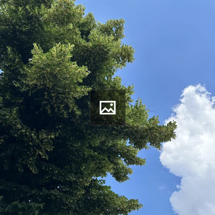 Big tree with blue sky