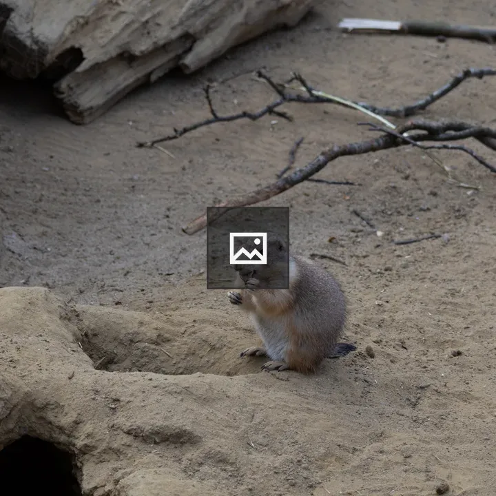 Prairie dog eating