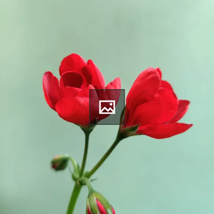 Two red flowers on green background