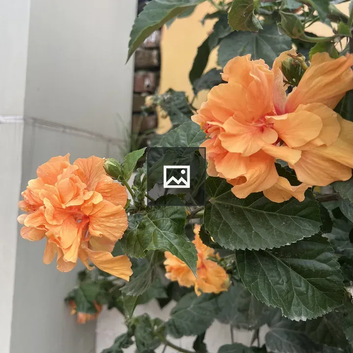 Orange hibiscus flower
