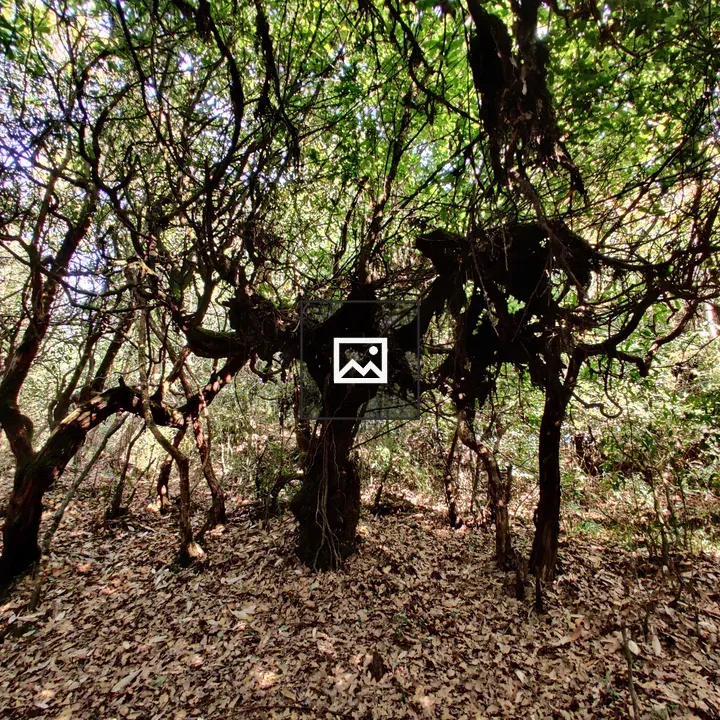Ghost trees in the shade