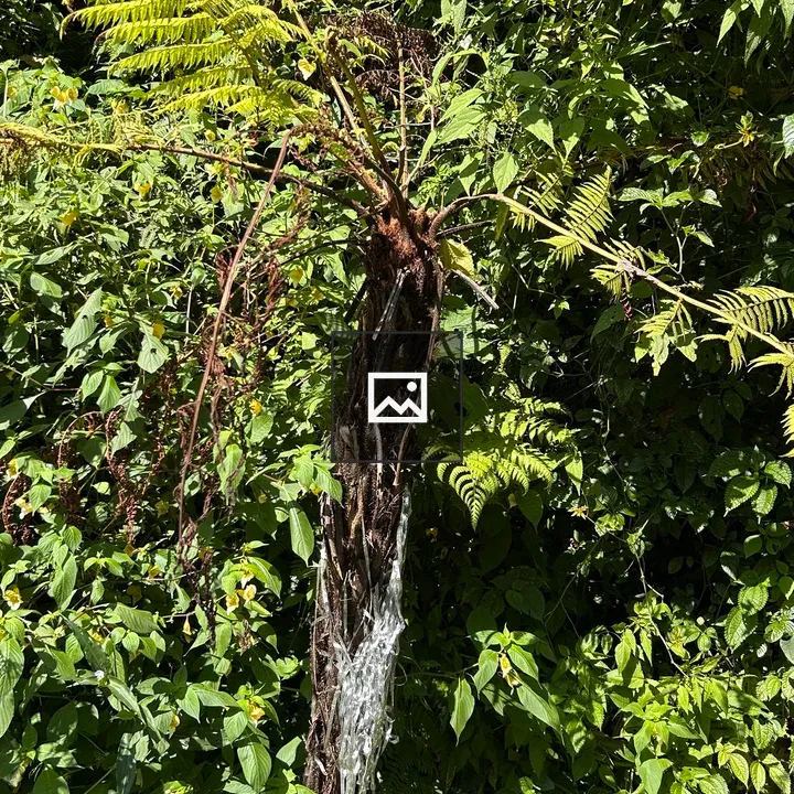 Slender tree trunk with green fern