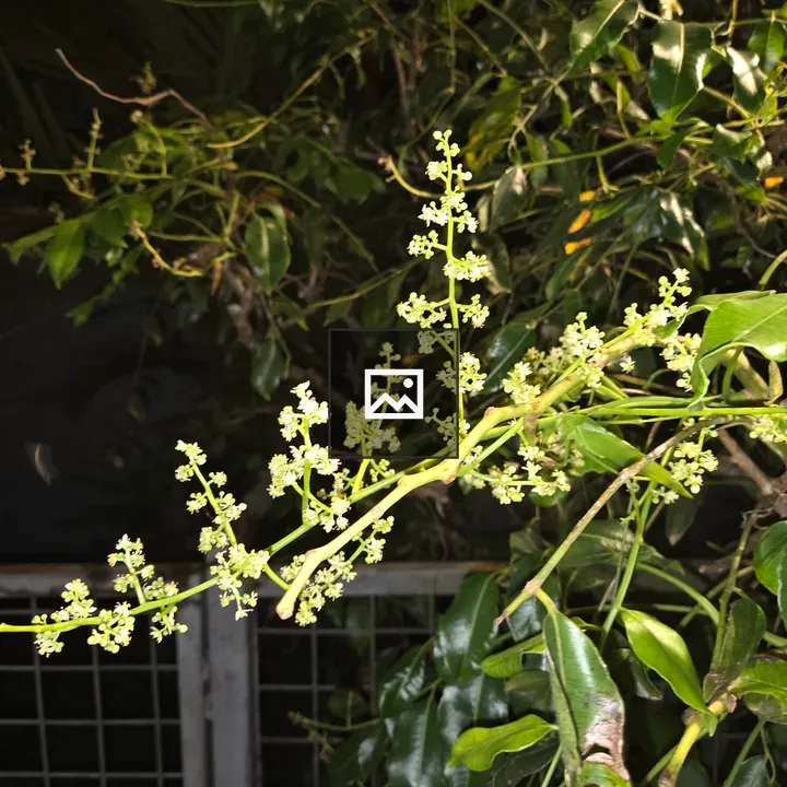 White blossoms on dark green leaves