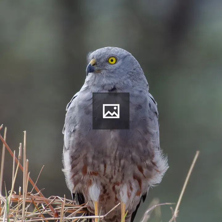 Male Montagu’s Harrier in Grass