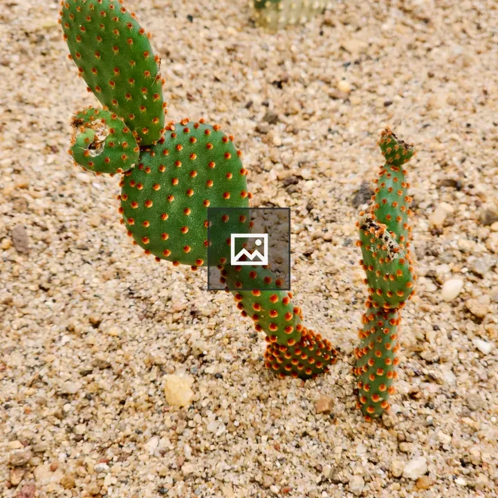 Cactus in sandy ground