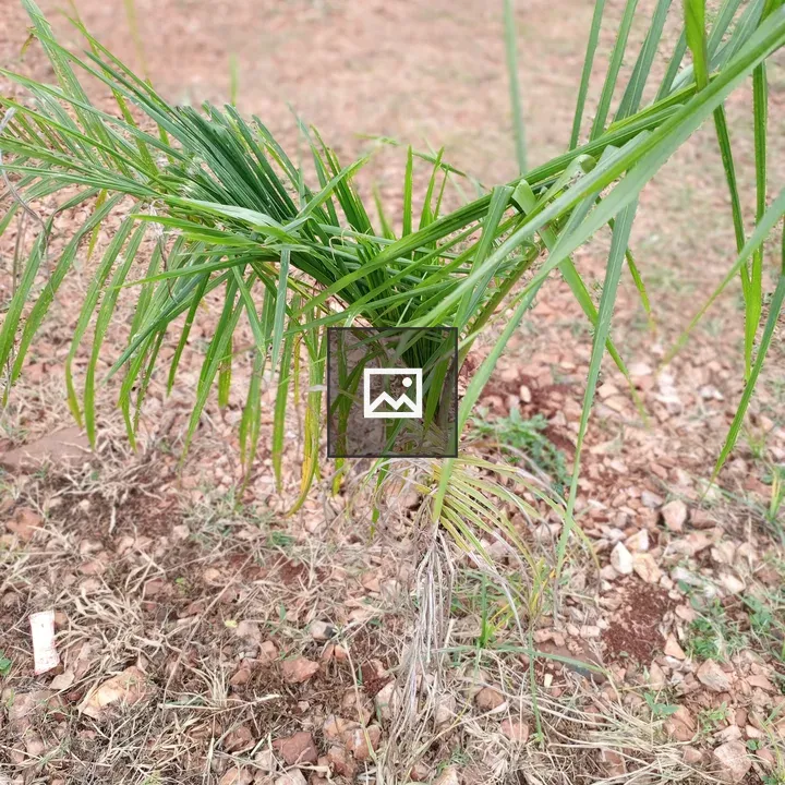 Young palm sapling from above