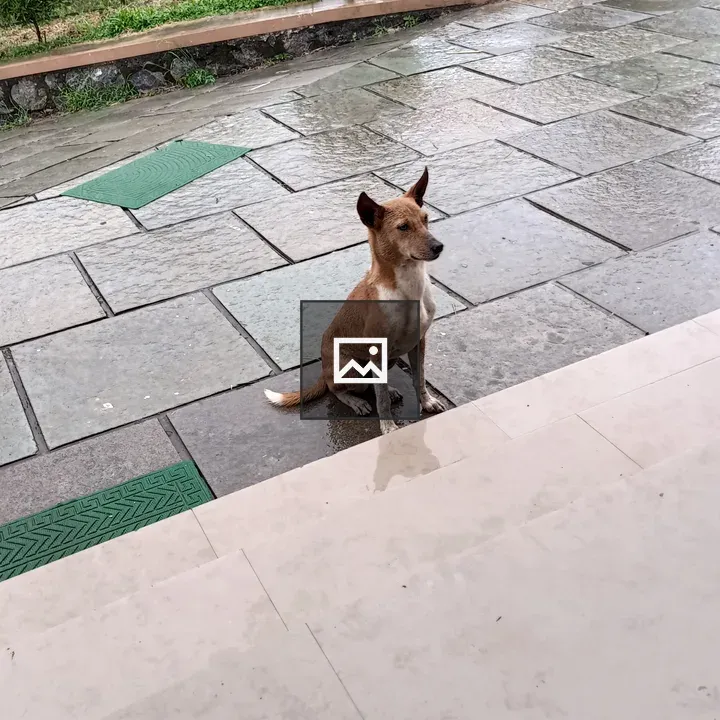 Dog on shop doorway in rain