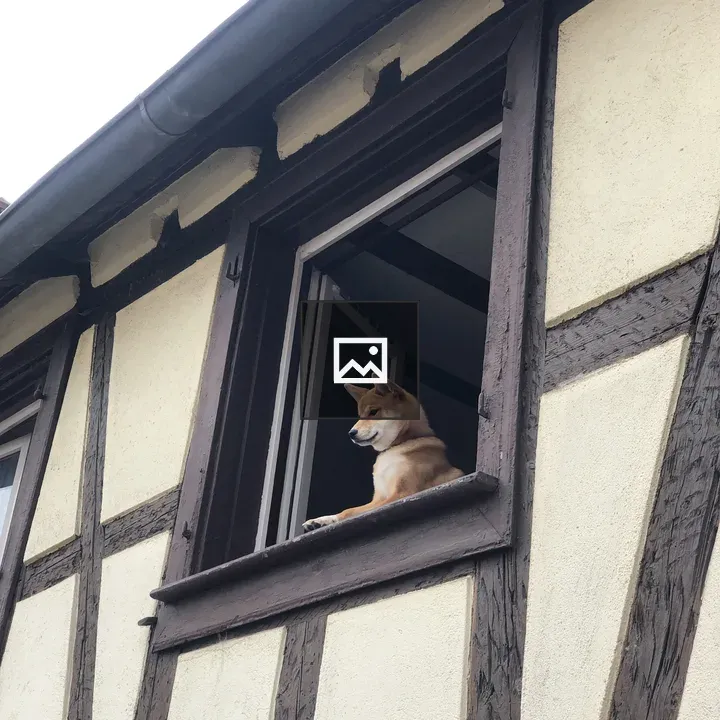 Dog Watching From Window