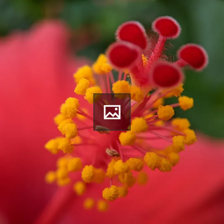 Core of a hibiscus flower