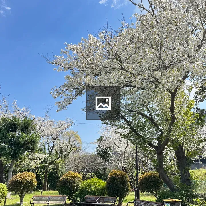 Park Benches Under Blossoming Trees
