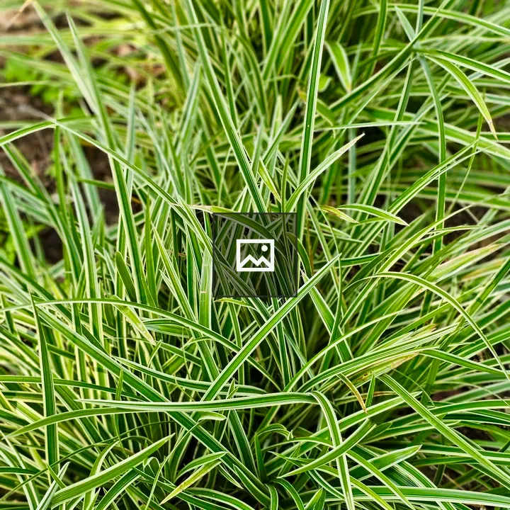 Spider Plant Grass Bunch