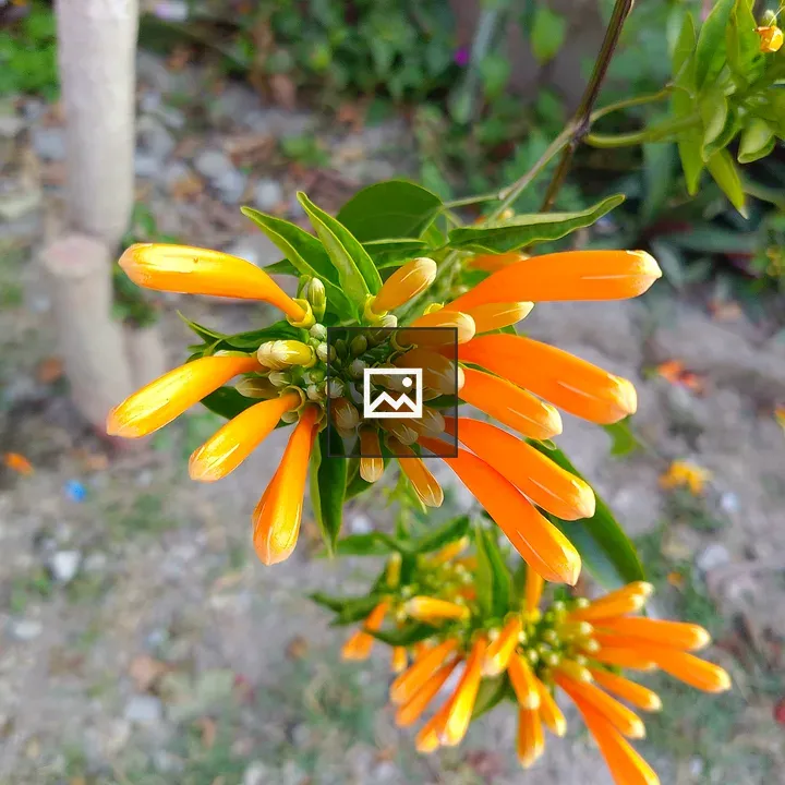 Orange tubular flowers cluster