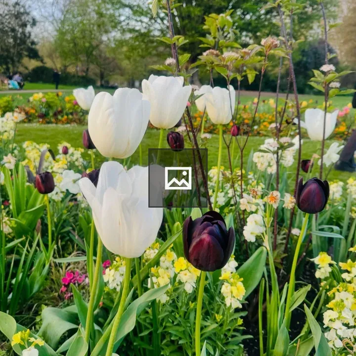 Flowers in Spring Light