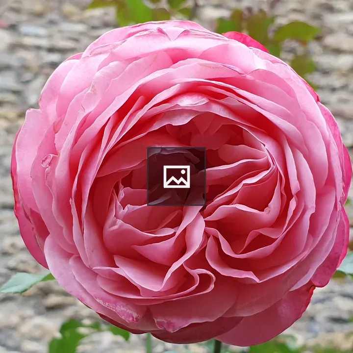 Rose in der Burg in Eltville am Rhein