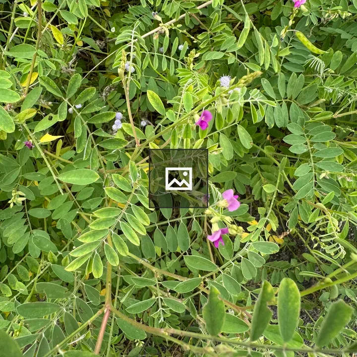Dense foliage with pink flowers