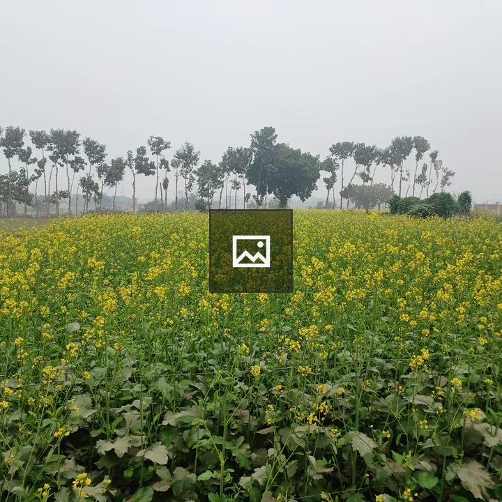 Mustard Field Under Gray Sky