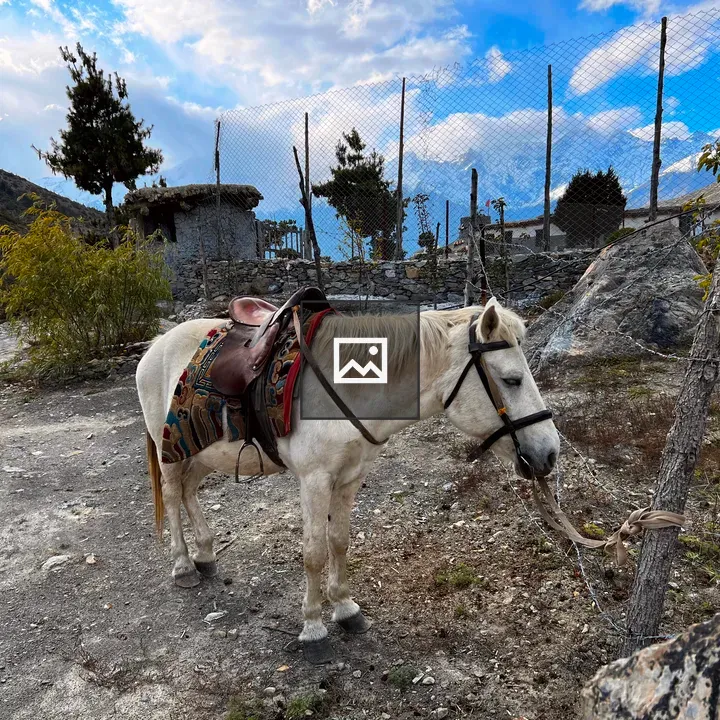 Horse Tethered by Bridle on Dirt Path