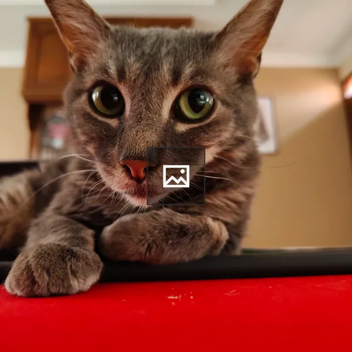 Gray tabby cat resting pose