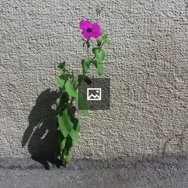 Purple green flower on wall