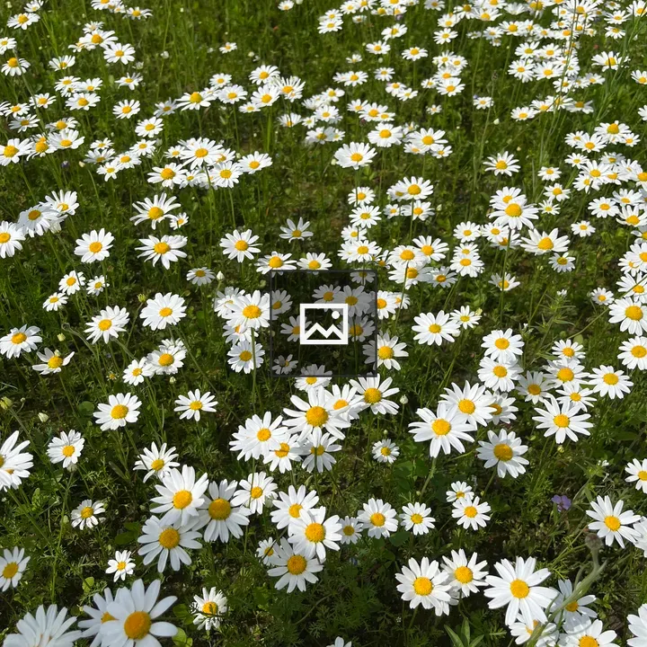 Field of White Daisies